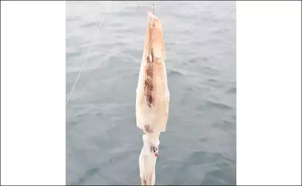 「イシナギ釣りで7.9kg頭に船中10尾　アワセがキモ【モンロー号】」の画像