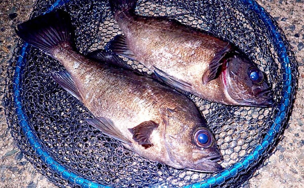 梅雨は良型キャッチのチャンス メバル狙いの エビ撒き 釣り徹底解説 年7月1日 エキサイトニュース 2 7