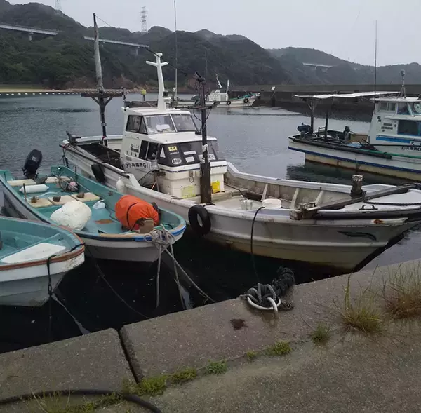 「キャスティング＆タイラバでマダイ連発　50cm級アコウも浮上【海幸丸】」の画像