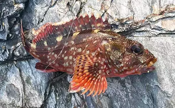 釣り人にありがちな『験担ぎ』方法5選　釣行前日に魚を食べてはダメ？