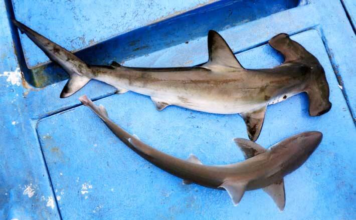 敬遠されがちな淡水＆海水のゲスト魚を食す　サメの刺身は絶品だった？