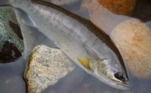 「奥飛騨の美渓流でフライフィッシング　本流攻略でアマゴ連発【高原川】」の画像