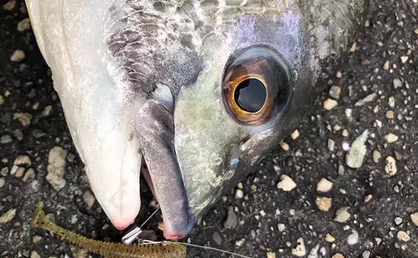 「バス釣りファン必見　タックル流用可能なソルトルアーフィッシング5選」の画像