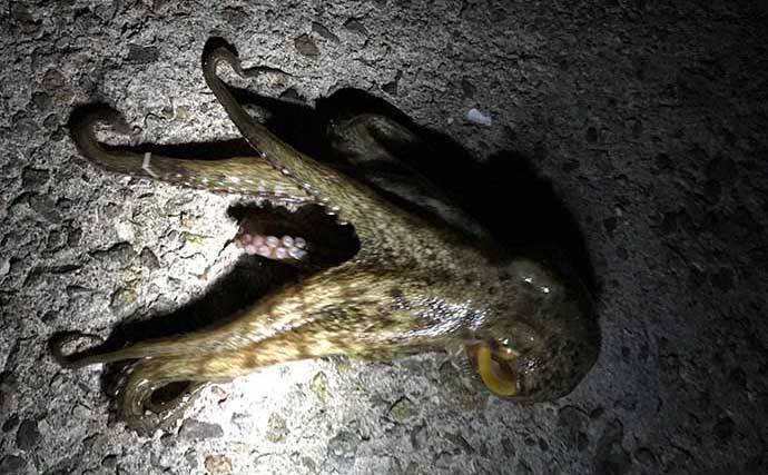 バス釣りファン必見　タックル流用可能なソルトルアーフィッシング5選