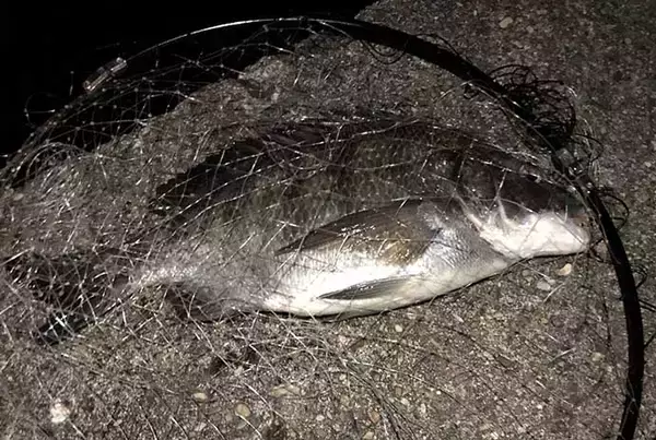 「バス釣りファン必見　タックル流用可能なソルトルアーフィッシング5選」の画像