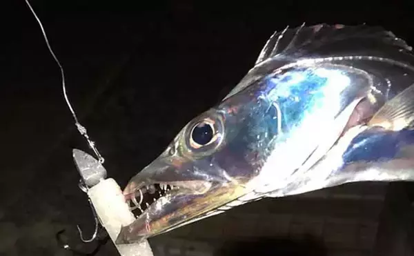 「バス釣りファン必見　タックル流用可能なソルトルアーフィッシング5選」の画像