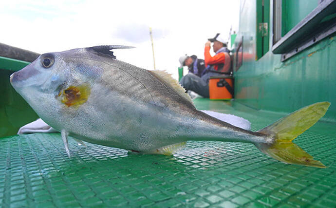 身近だけど知名度が低い 銀馬 ってなんの魚 肝はカワハギ級で美味 年7月9日 エキサイトニュース 2 3