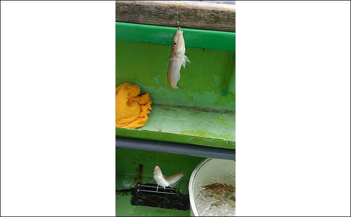 身近だけど知名度が低い 銀馬 ってなんの魚 肝はカワハギ級で美味 年7月9日 エキサイトニュース