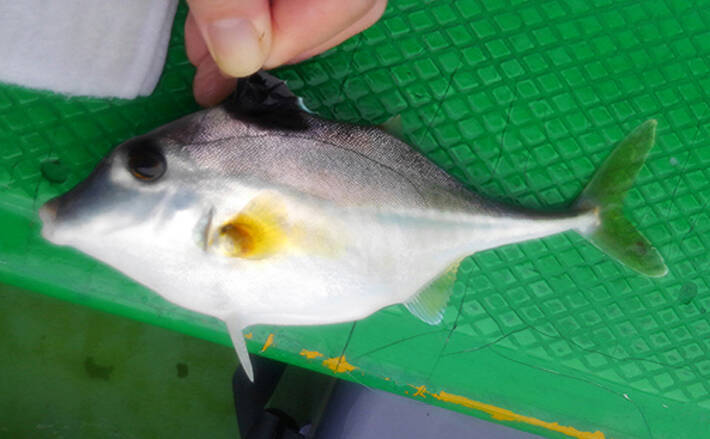 身近だけど知名度が低い 銀馬 ってなんの魚 肝はカワハギ級で美味 年7月9日 エキサイトニュース