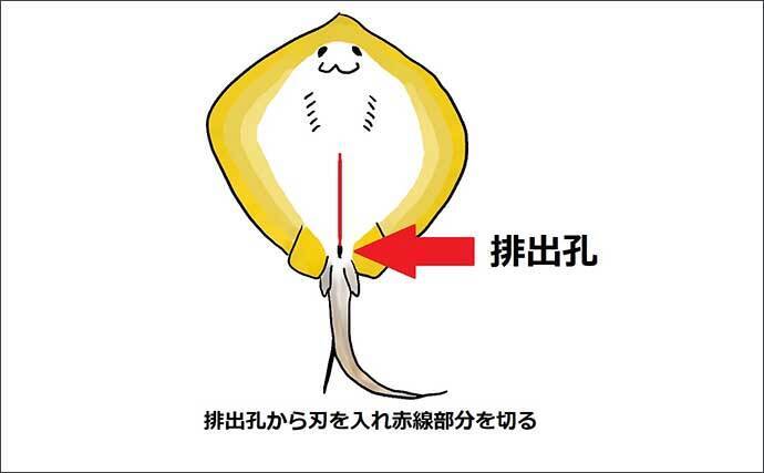 嫌われ者の アカエイ は実は美味 釣り場で行うべき6つの下処理法 年7月11日 エキサイトニュース 2 4