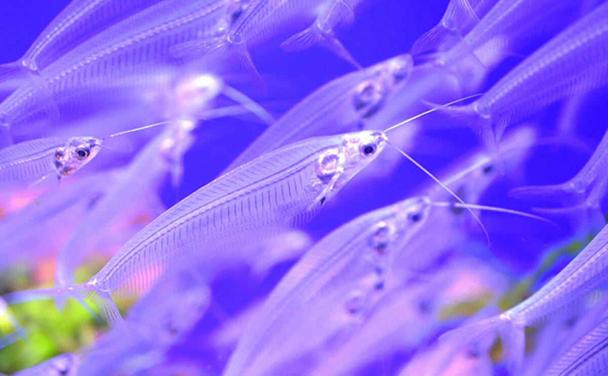 魚の骨が刺さった を甘く見たらダメ 大量出血で死亡した例も 年7月11日 エキサイトニュース 2 3