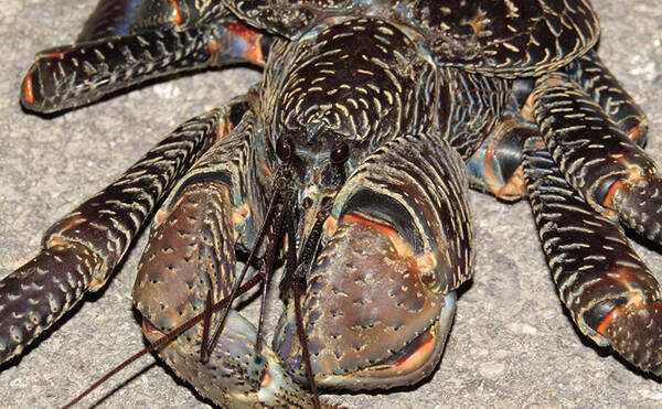 魚介類の 食べるな危険 部位 ヤシガニの 消化管 が猛毒を持つワケ 年7月12日 エキサイトニュース