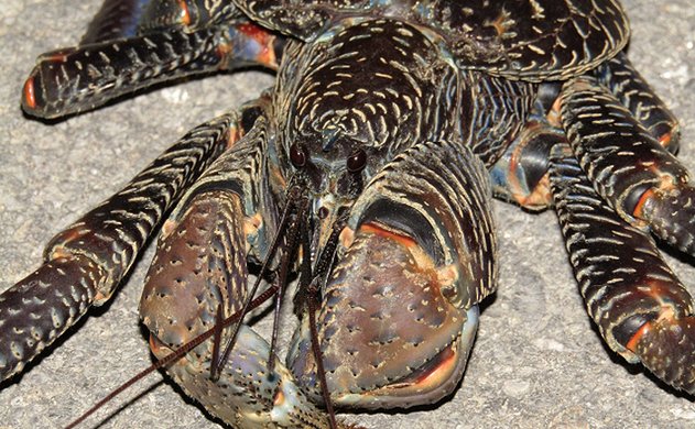 魚介類の 食べるな危険 部位 コイの胆嚢は猛毒 死に至る可能性も 年7月4日 エキサイトニュース