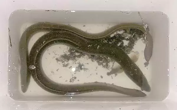 「ぶっこみ釣りで60cm頭にウナギ3尾　エサは「天然ドバミミズ」が最強？」の画像