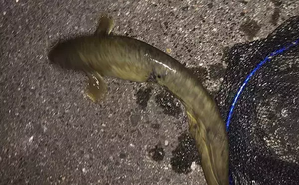 「ぶっこみ釣りで60cm頭にウナギ3尾　エサは「天然ドバミミズ」が最強？」の画像