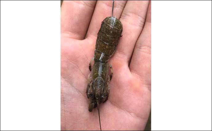 天然ウナギ 釣りに有効なエサ5選 採取方法 効果的な状況も解説 年7月18日 エキサイトニュース 2 4 天然ウナギ 釣りに有効なエサ5選 採取方法 効果的な状況も解説 年7月18日 エキサイトニュース 2 4