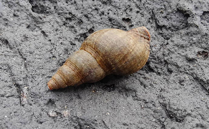 カワニナ はホタルのエサ 海のニナ は人のおやつにちょうどいい 年7月19日 エキサイトニュース 2 3