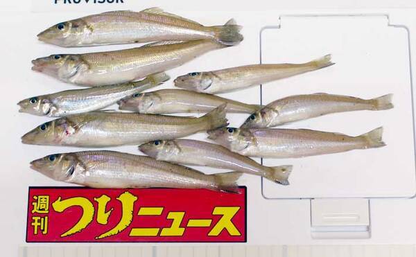 投げ釣りでシロギス狙い 18cm頭に30尾オーバー 大分 羽根港 年7月15日 エキサイトニュース