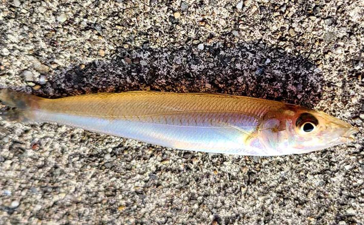 ちょい投げ釣りでシロギス22匹 潮流次第で誘い方変更 三重 有滝堤防 年7月13日 エキサイトニュース 2 4