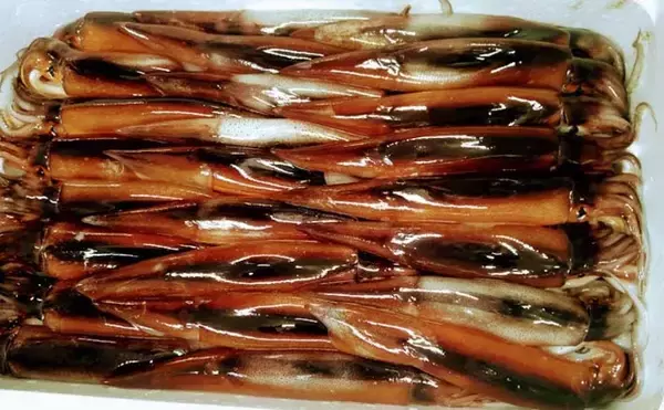 「プロが教える「旬魚」の見分け方：スルメイカ　体色の変化がヒントに」の画像