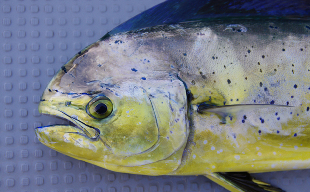 夏が旬の ホッケ のちょっと変わった生態 回遊魚から根魚に変化 年6月27日 エキサイトニュース