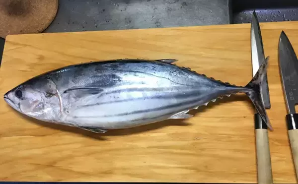 「瀬戸内のカツオはまるでマンボウ？　その正式名称は『マナガツオ』」の画像