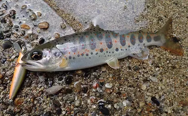 渓流ルアー釣行で25cm頭にアマゴ16匹 アユカラーがアタリ【芦廼瀬川 