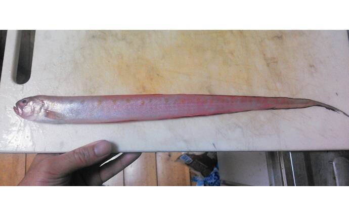 赤いタチウオこと「アカタチ」　食味はまるでアマダイのように美味？