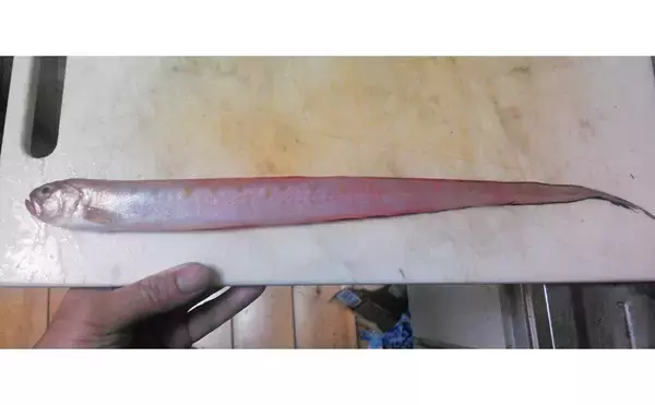 「赤いタチウオこと「アカタチ」　食味はまるでアマダイのように美味？」の画像