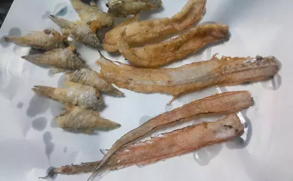 「赤いタチウオこと「アカタチ」　食味はまるでアマダイのように美味？」の画像