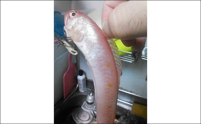 赤いタチウオこと「アカタチ」　食味はまるでアマダイのように美味？