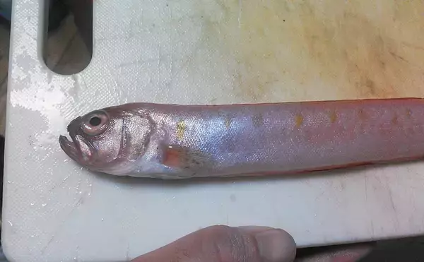 赤いタチウオこと「アカタチ」　食味はまるでアマダイのように美味？