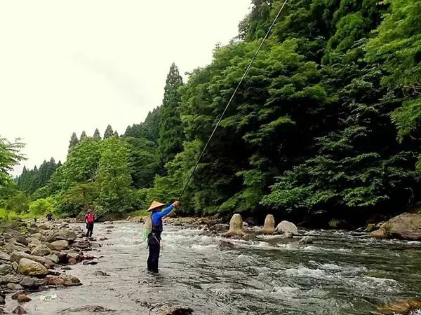 「解禁当日に良型アユ乱舞　3時間のトモ釣りで20匹手中【滋賀・葛川】」の画像