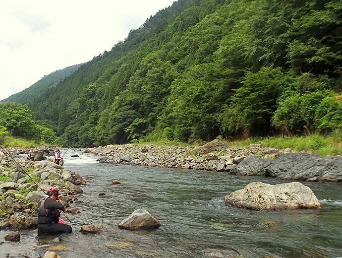 解禁当日に良型アユ乱舞　3時間のトモ釣りで20匹手中【滋賀・葛川】