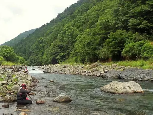 「解禁当日に良型アユ乱舞　3時間のトモ釣りで20匹手中【滋賀・葛川】」の画像