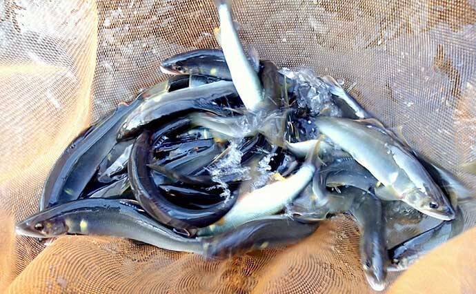 解禁当日に良型アユ乱舞　3時間のトモ釣りで20匹手中【滋賀・葛川】