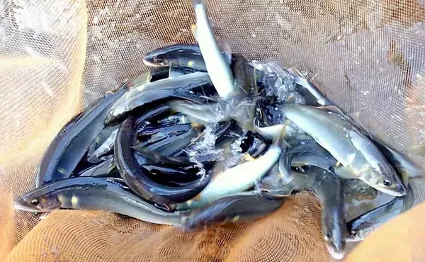 「解禁当日に良型アユ乱舞　3時間のトモ釣りで20匹手中【滋賀・葛川】」の画像