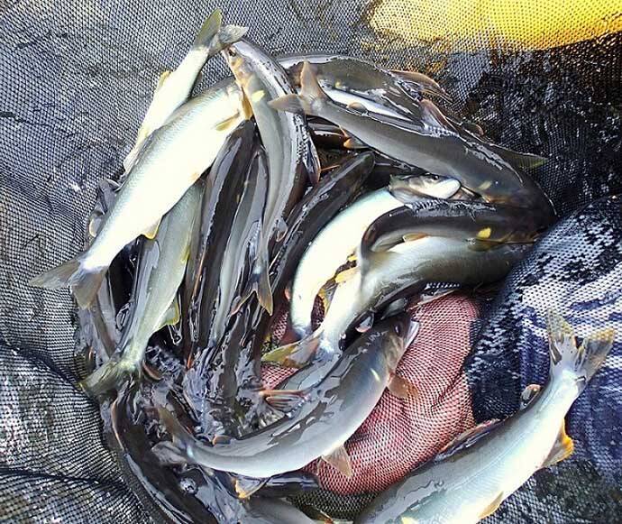 解禁当日に良型アユ乱舞　3時間のトモ釣りで20匹手中【滋賀・葛川】