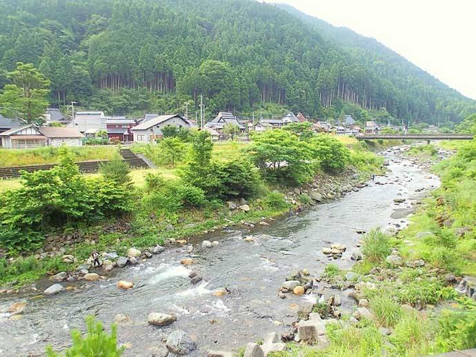 解禁当日に良型アユ乱舞　3時間のトモ釣りで20匹手中【滋賀・葛川】