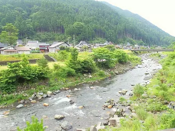 「解禁当日に良型アユ乱舞　3時間のトモ釣りで20匹手中【滋賀・葛川】」の画像