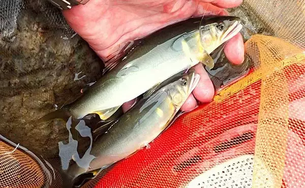 解禁当日に良型アユ乱舞　3時間のトモ釣りで20匹手中【滋賀・葛川】