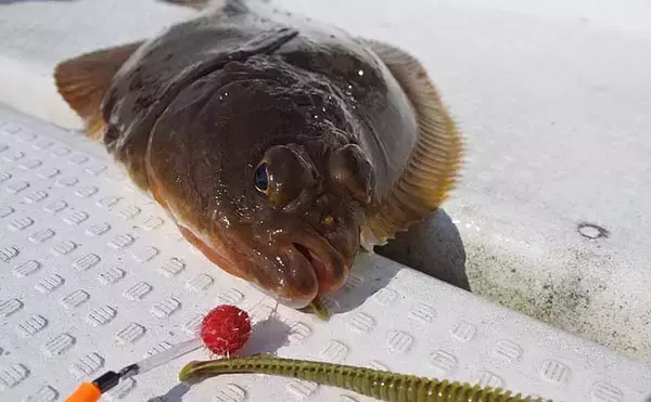 「【宮城2020】沖のオススメ「ルアー釣り」3選　カレイもルアーで狙う？」の画像