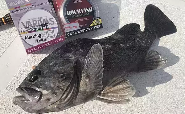 「【宮城2020】沖のオススメ「ルアー釣り」3選　カレイもルアーで狙う？」の画像