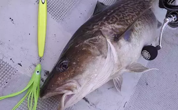 「【宮城2020】沖のオススメ「ルアー釣り」3選　カレイもルアーで狙う？」の画像