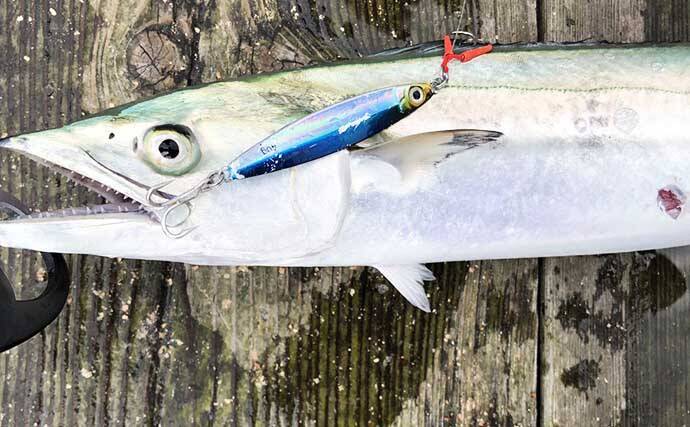 筏釣りでアジ キス数釣り達成 60cmサゴシも手中 福井 はとう渡船 年7月27日 エキサイトニュース 3 3