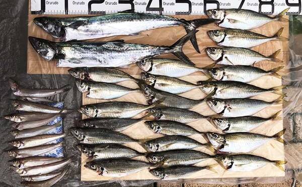 筏釣りでアジ キス数釣り達成 60cmサゴシも手中 福井 はとう渡船 年7月27日 エキサイトニュース