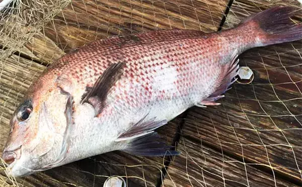 「【神奈川2020】海上釣り堀「みうら海王」メインターゲット3種攻略法」の画像