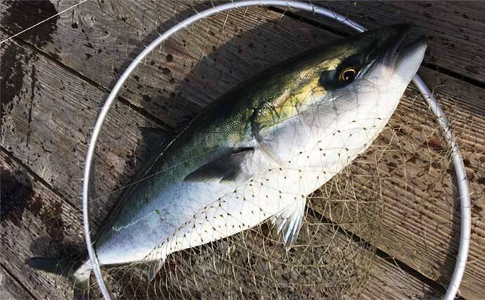 【神奈川2020】海上釣り堀「みうら海王」メインターゲット3種攻略法