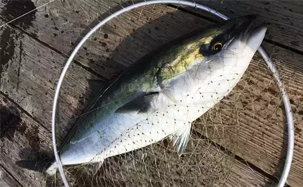 「【神奈川2020】海上釣り堀「みうら海王」メインターゲット3種攻略法」の画像