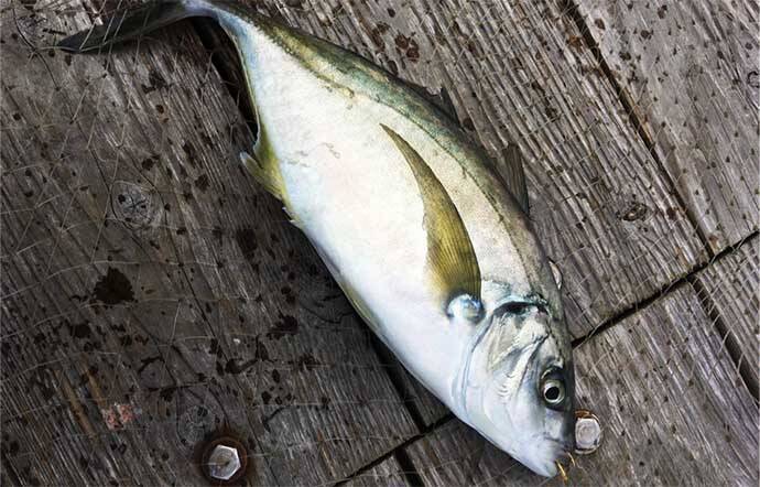 【神奈川2020】海上釣り堀「みうら海王」メインターゲット3種攻略法